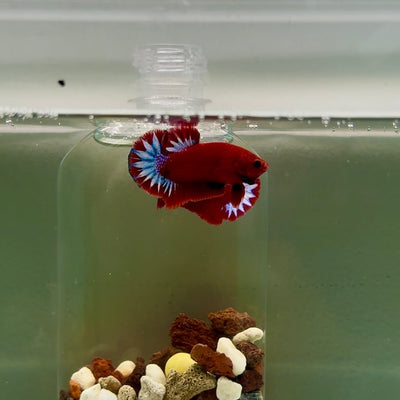 Plakat Startail Red Fancy Hellboy Male Betta J05