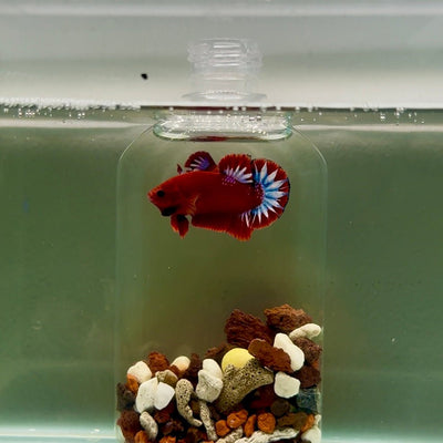 Plakat Startail Red Fancy Hellboy Male Betta J05
