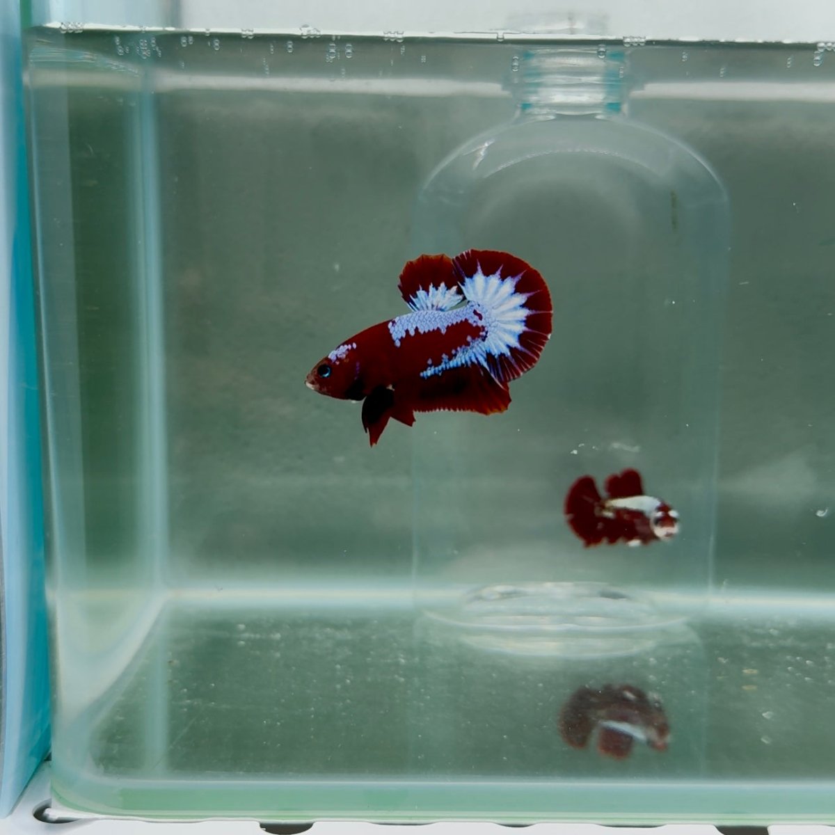 Plakat Startail Red Fancy Male Betta N77