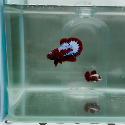 Plakat Startail Red Fancy Male Betta N77