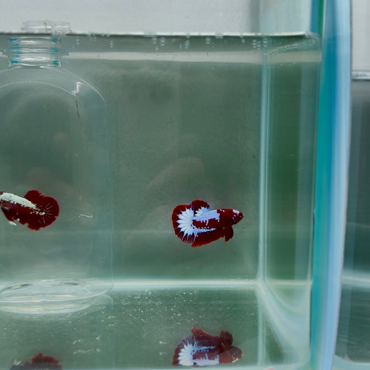 Plakat Startail Red Fancy Male Betta N77