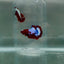 Plakat StarTail Red Fancy Male Betta N78