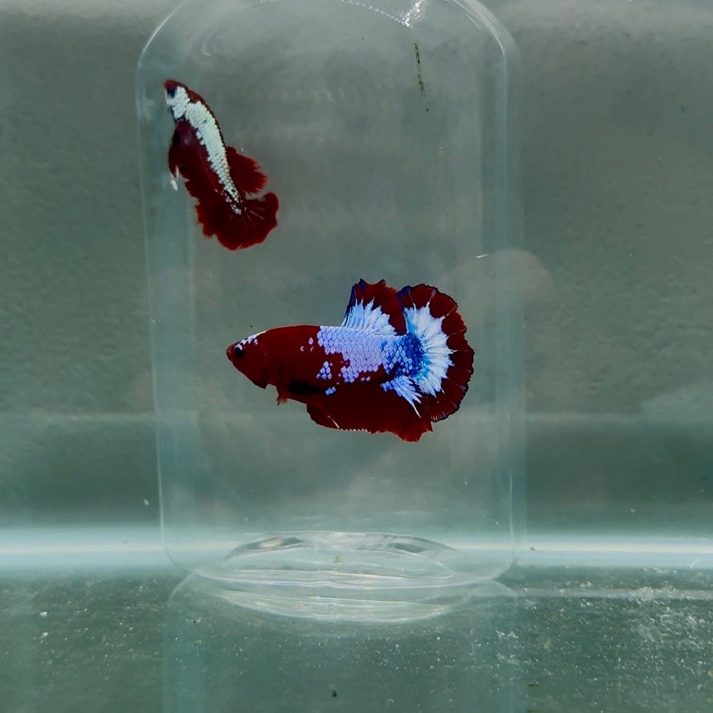Plakat StarTail Red Fancy Male Betta N78