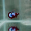Plakat StarTail Red Fancy Male Betta N78