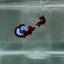 Plakat StarTail Red Fancy Male Betta N78
