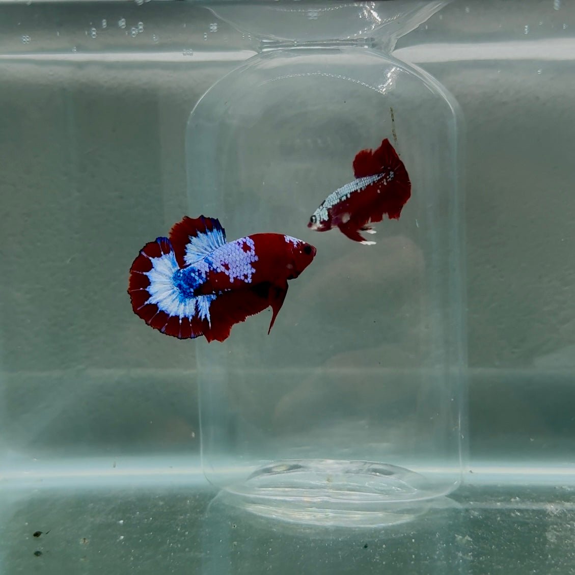 Plakat StarTail Red Fancy Male Betta N78