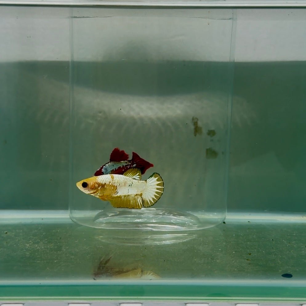 Plakat Startail Yellow Fancy Copper Female Betta N72