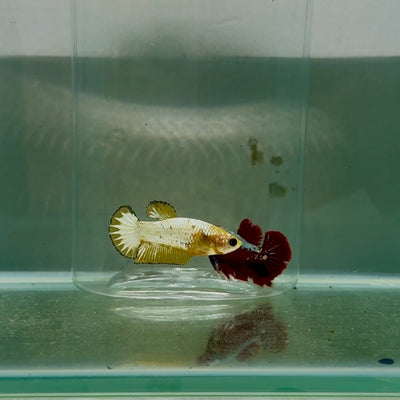 Plakat Startail Yellow Fancy Copper Female Betta N72