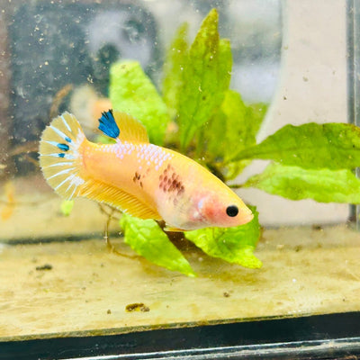 Plakat Startail Yellow Fancy Hellboy Female Betta 057