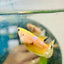 Plakat Startail Yellow Fancy Hellboy Female Betta 057