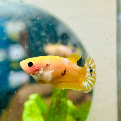 Plakat Startail Yellow Fancy Hellboy Female Betta 057