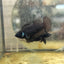 Plakat Super Black Female Betta 052