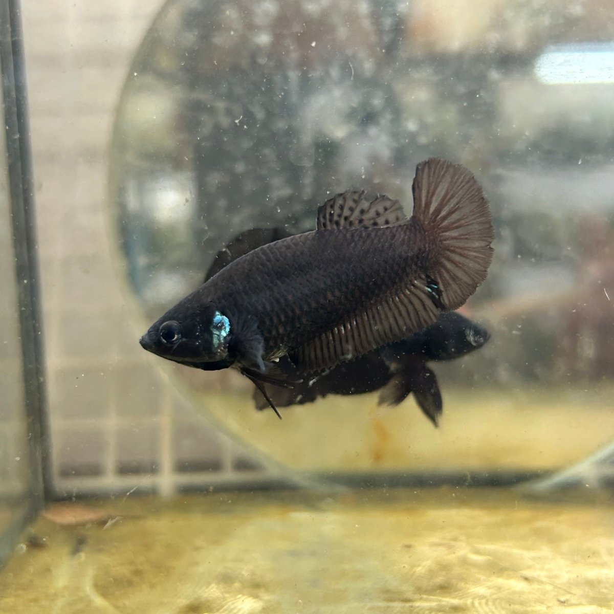 Plakat Super Black Female Betta 052