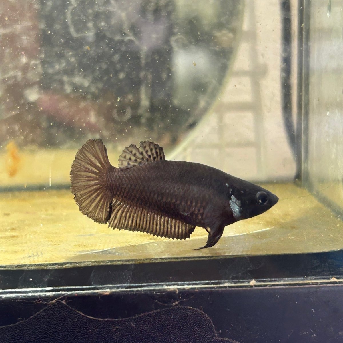 Plakat Super Black Female Betta 052