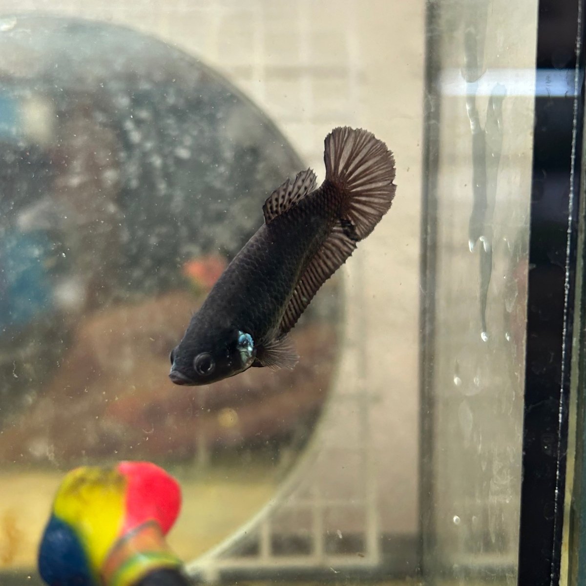 Plakat Super Black Female Betta 052