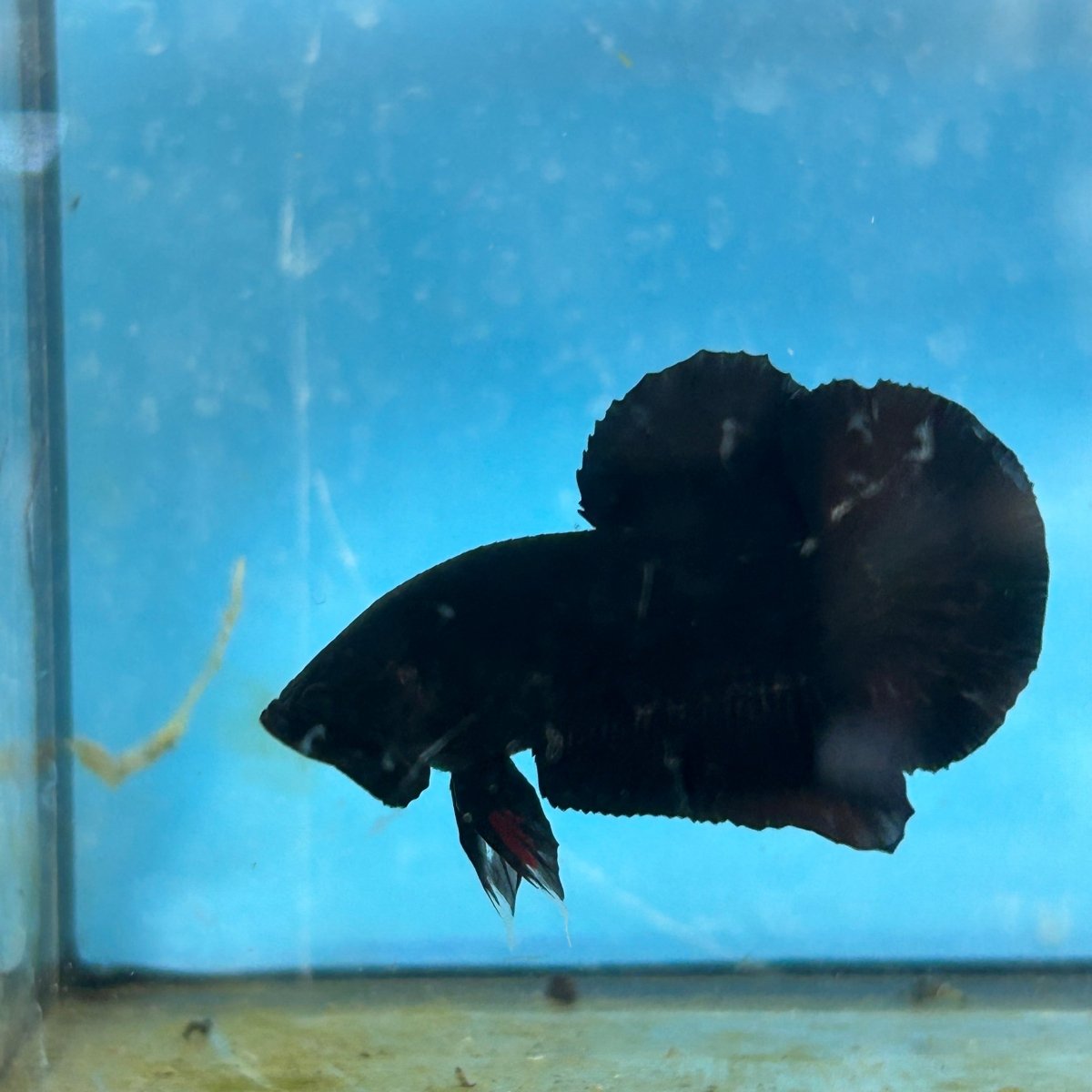 Plakat Super Black Male Betta 133