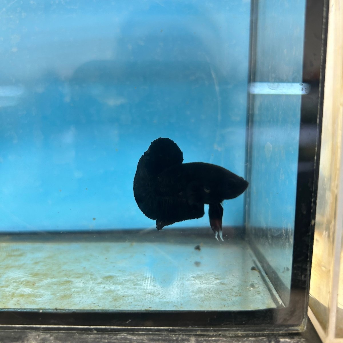 Plakat Super Black Male Betta 133