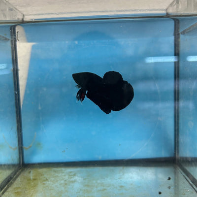 Plakat Super Black Male Betta 133