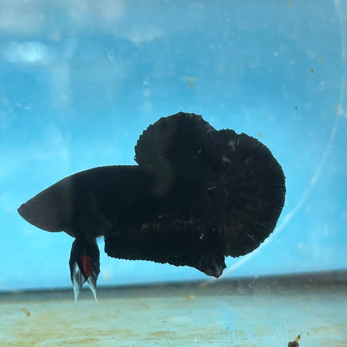 Plakat Super Black Male Betta 133