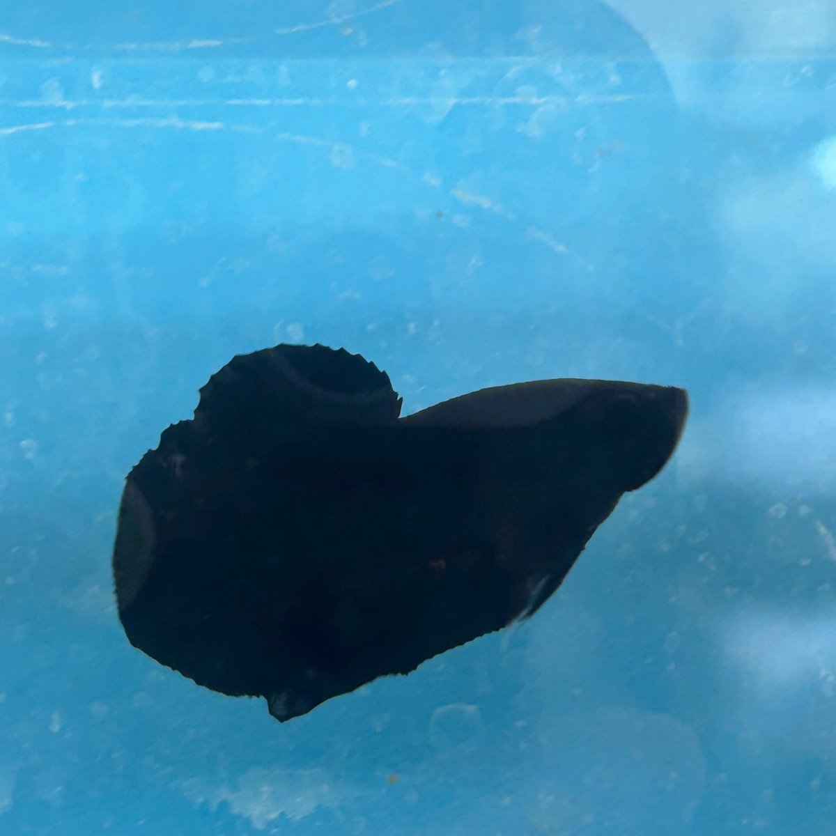 Plakat Super Black Male Betta 133