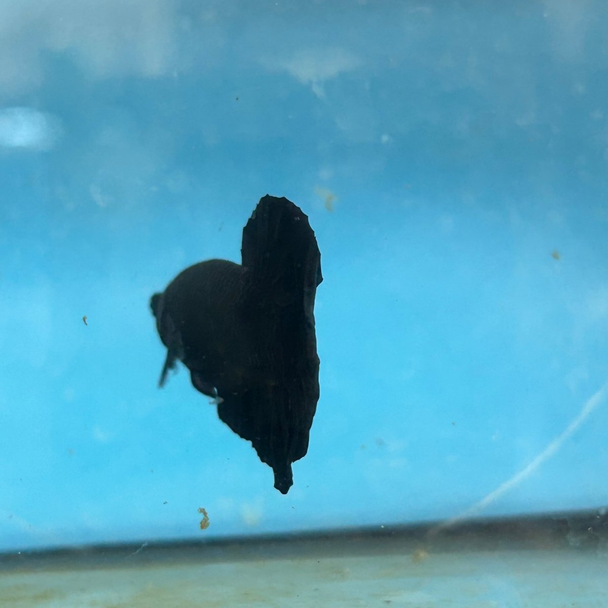 Plakat Super Black Male Betta 133