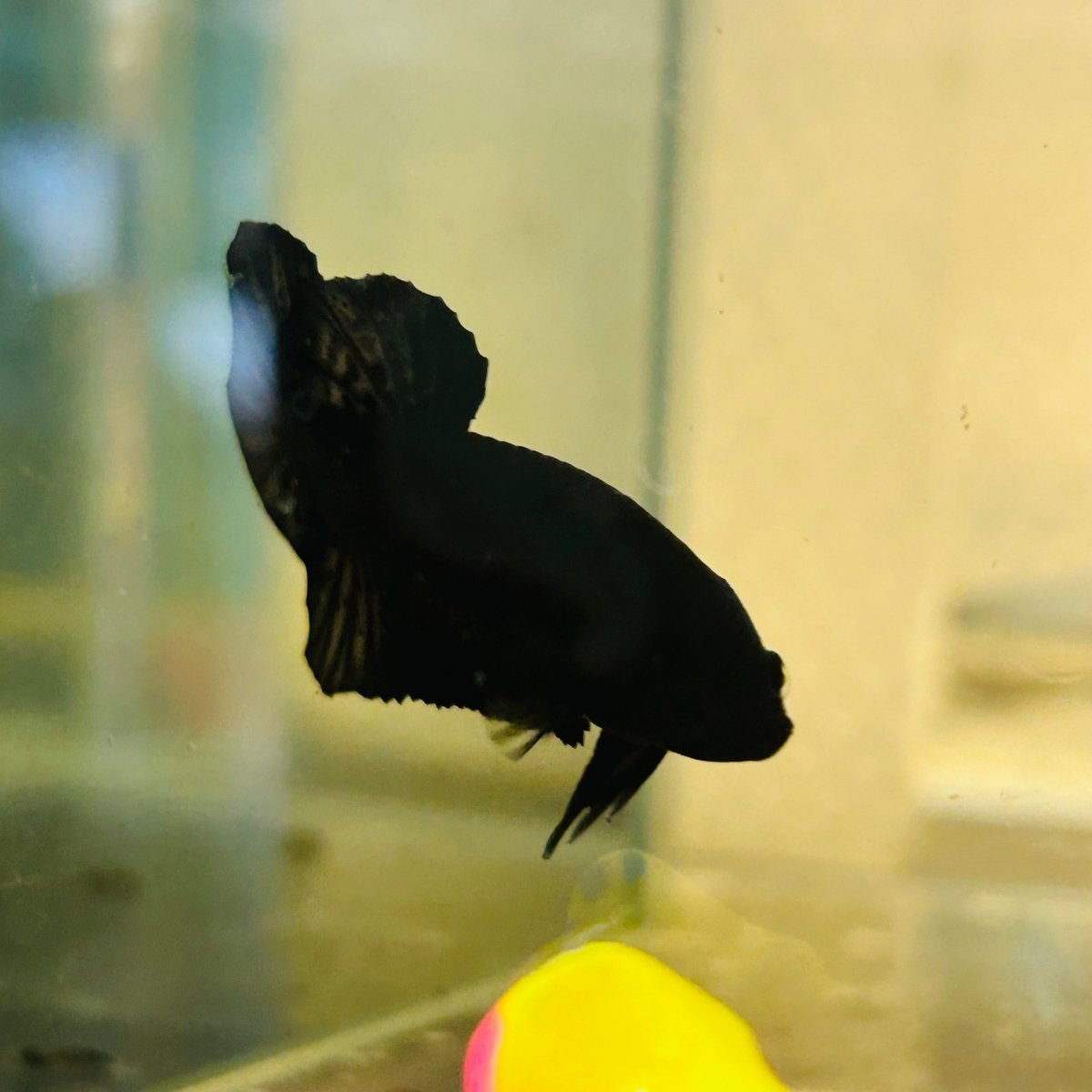 Plakat Super Black Male Betta 157