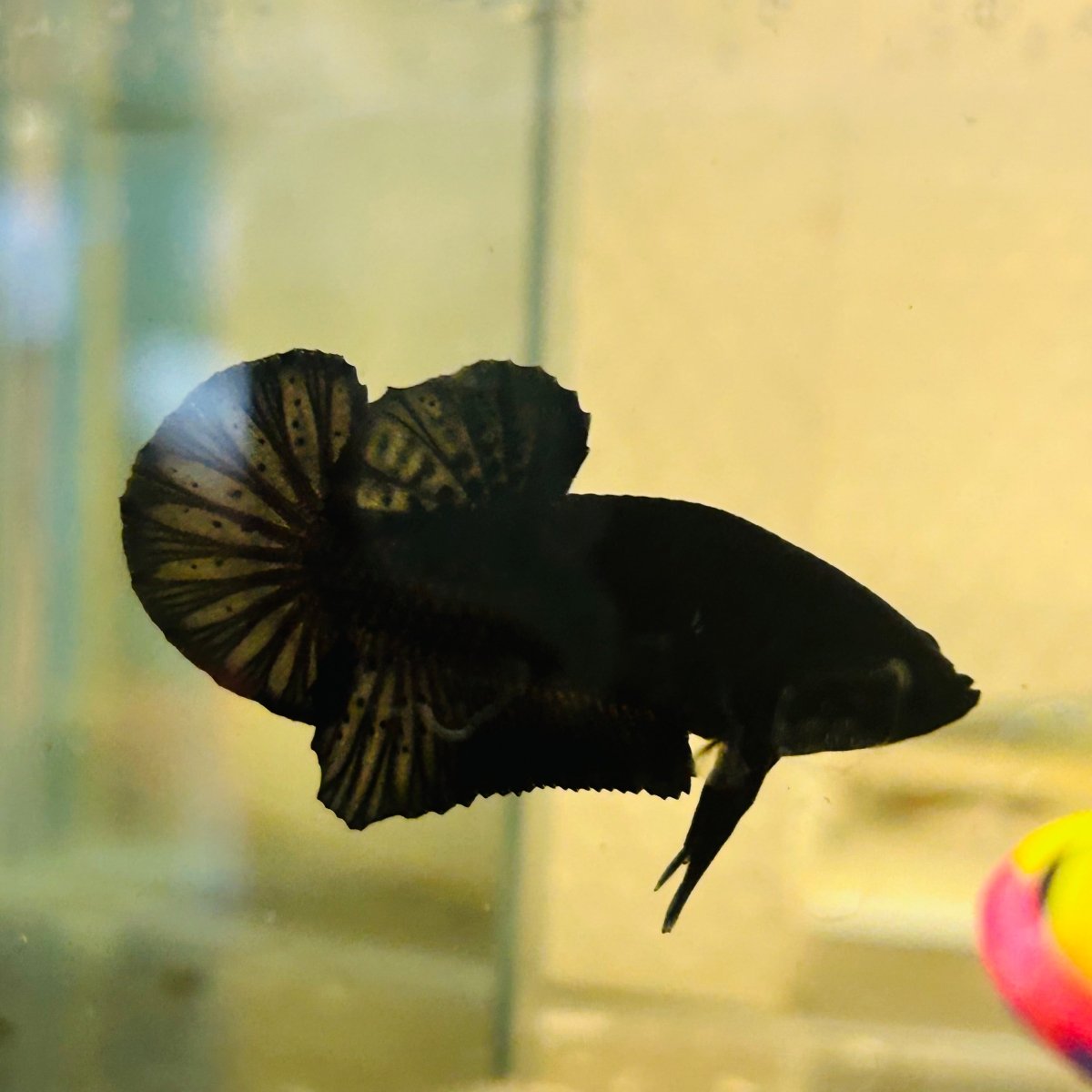 Plakat Super Black Male Betta 157