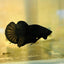 Plakat Super Black Male Betta 157