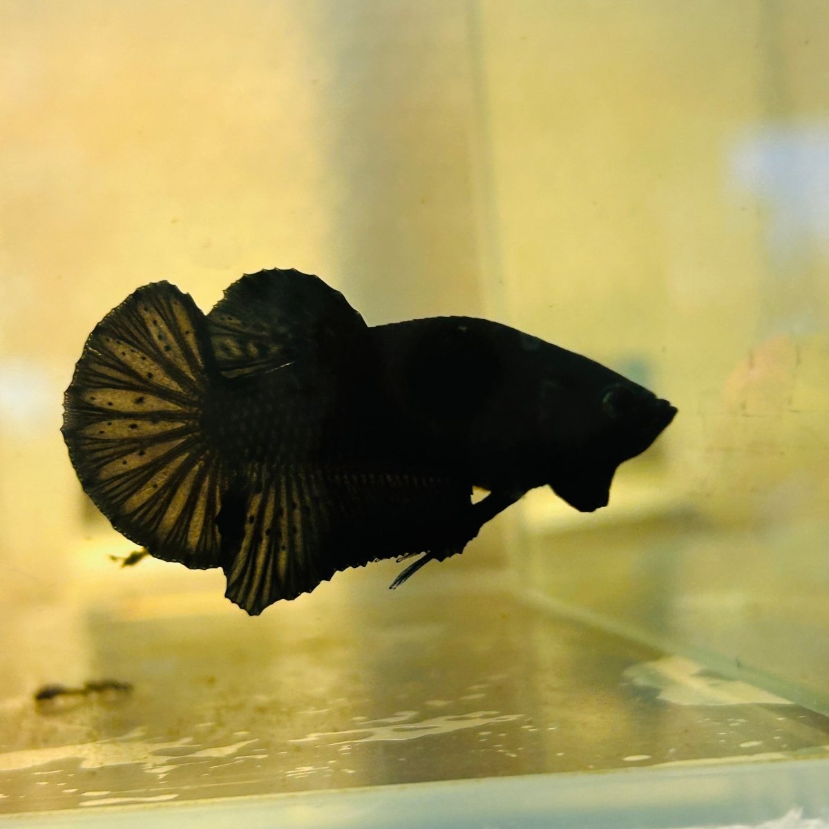 Plakat Super Black Male Betta 157