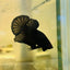 Plakat Super Black Male Betta 157