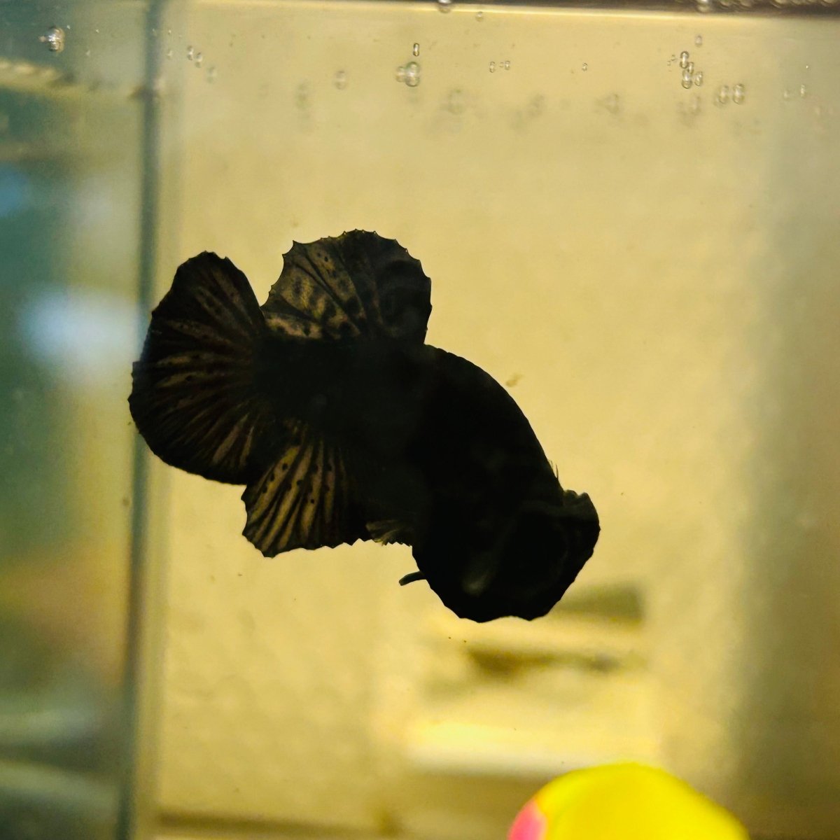 Plakat Super Black Male Betta 157