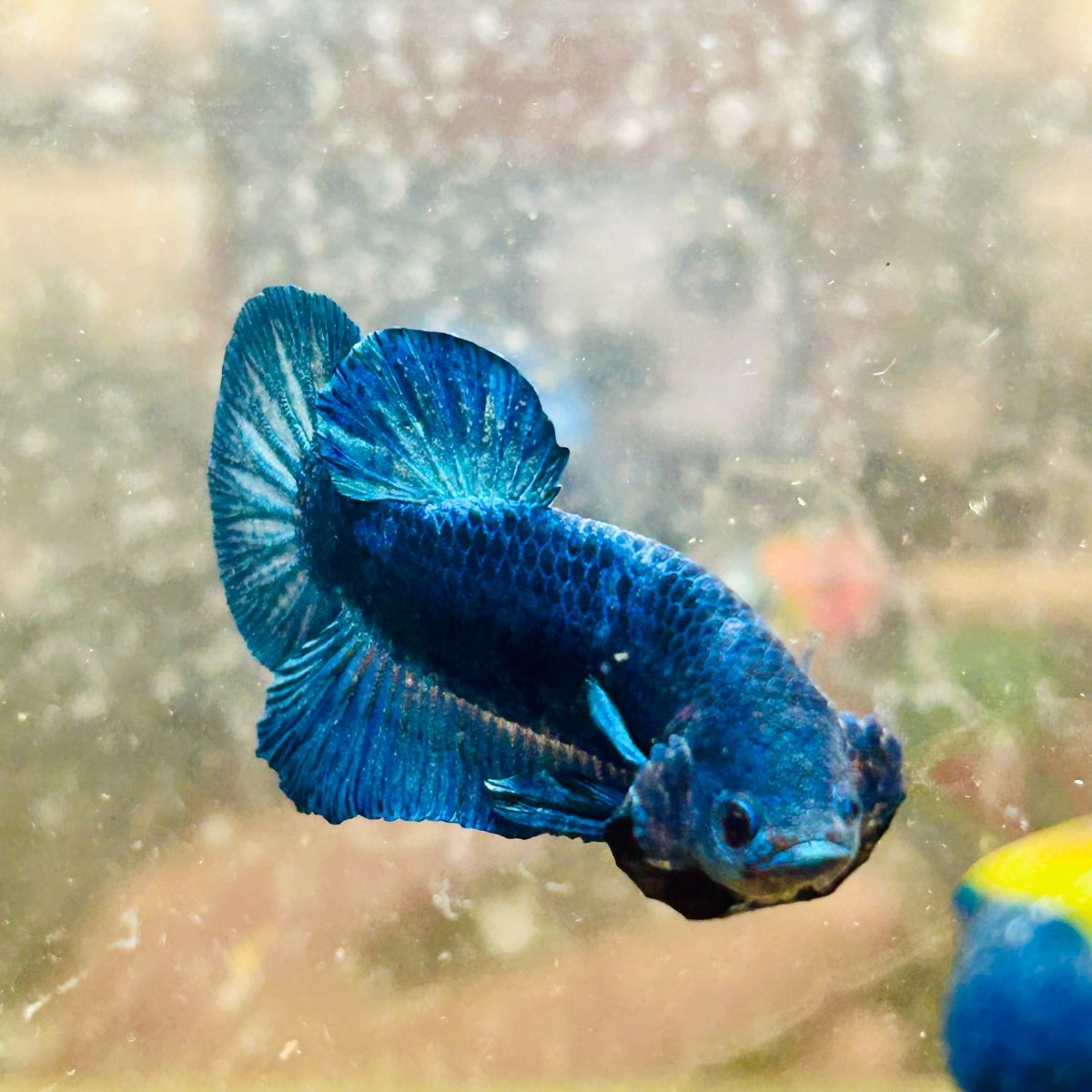 Plakat Super Blue Male Betta 013