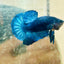 Plakat Super Blue Male Betta 013