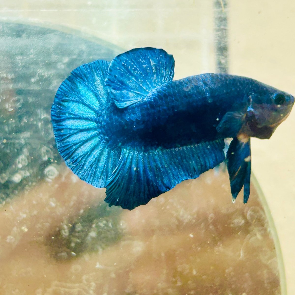Plakat Super Blue Male Betta 013