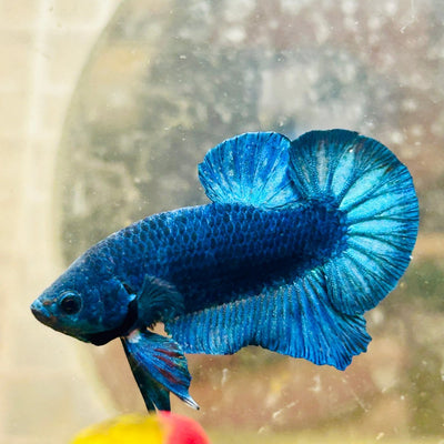 Plakat Super Blue Male Betta 013