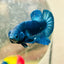Plakat Super Blue Male Betta 013