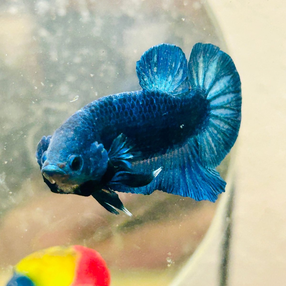 Plakat Super Blue Male Betta 013