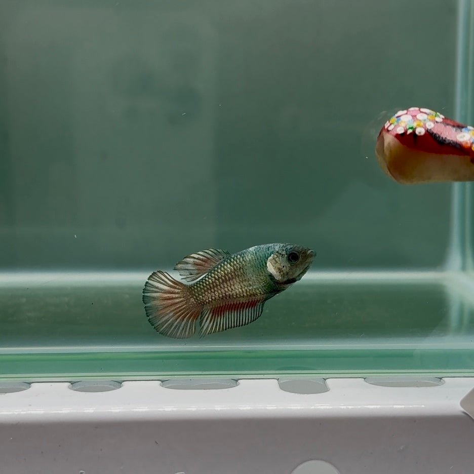 Plakat Super Copper Female Betta N27