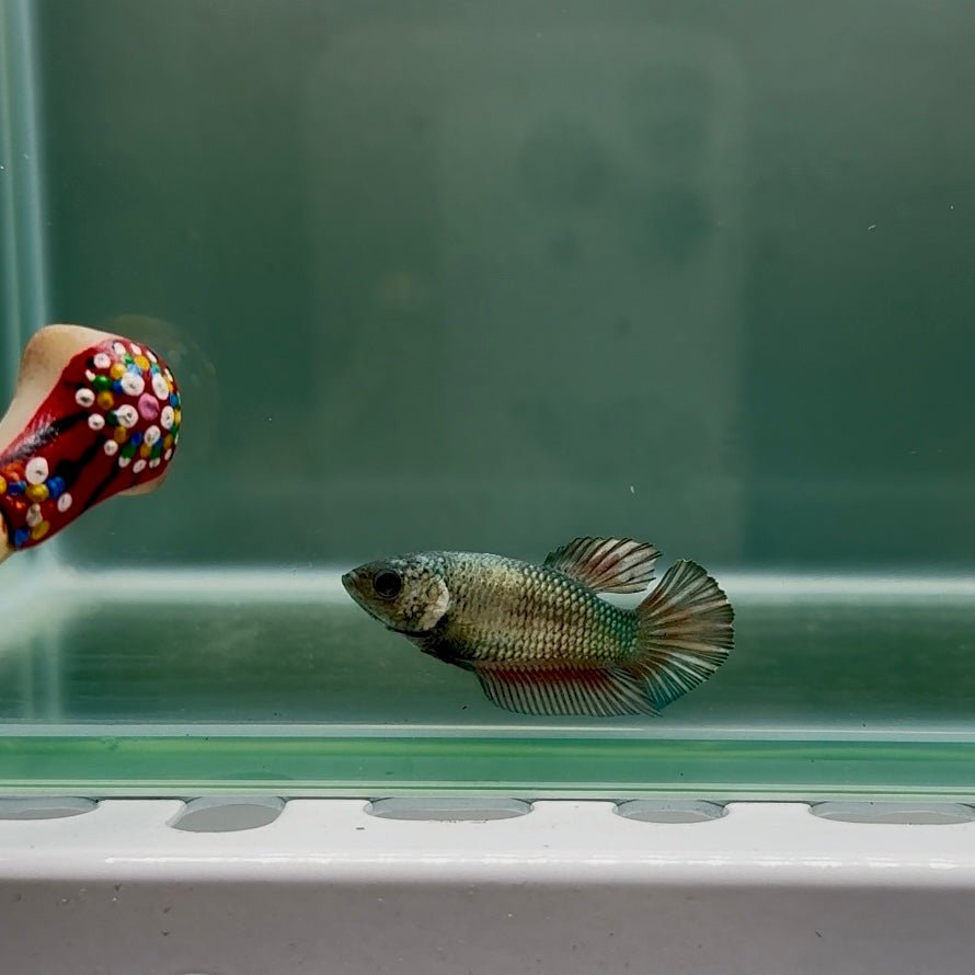 Plakat Super Copper Female Betta N27