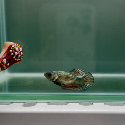 Plakat Super Copper Female Betta N27