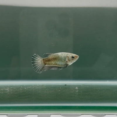 Plakat Super Copper Female Betta N28