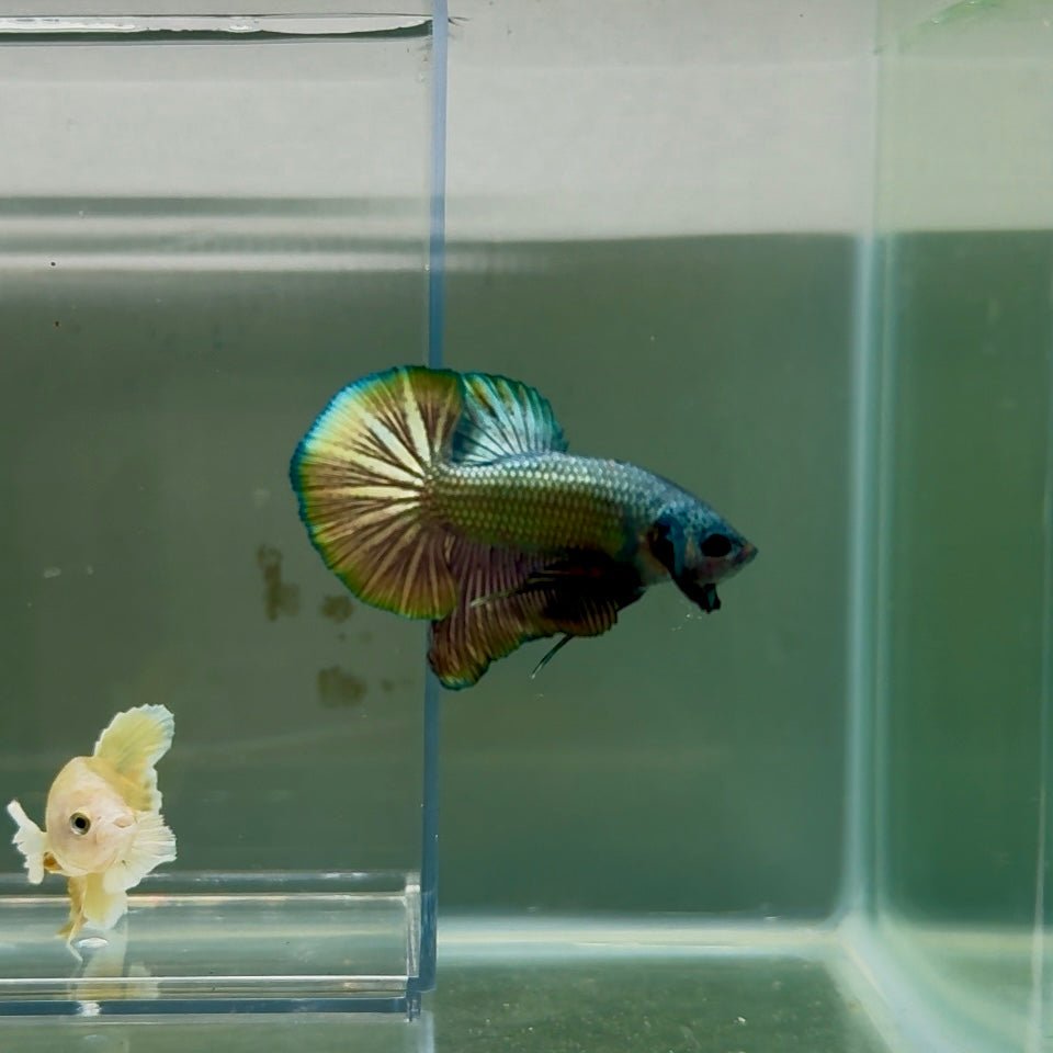 Plakat Super Copper Male Betta N25