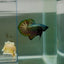 Plakat Super Copper Male Betta N25