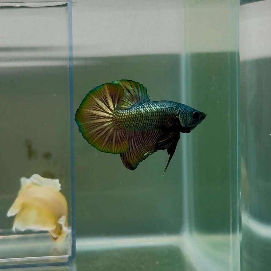 Plakat Super Copper Male Betta N25