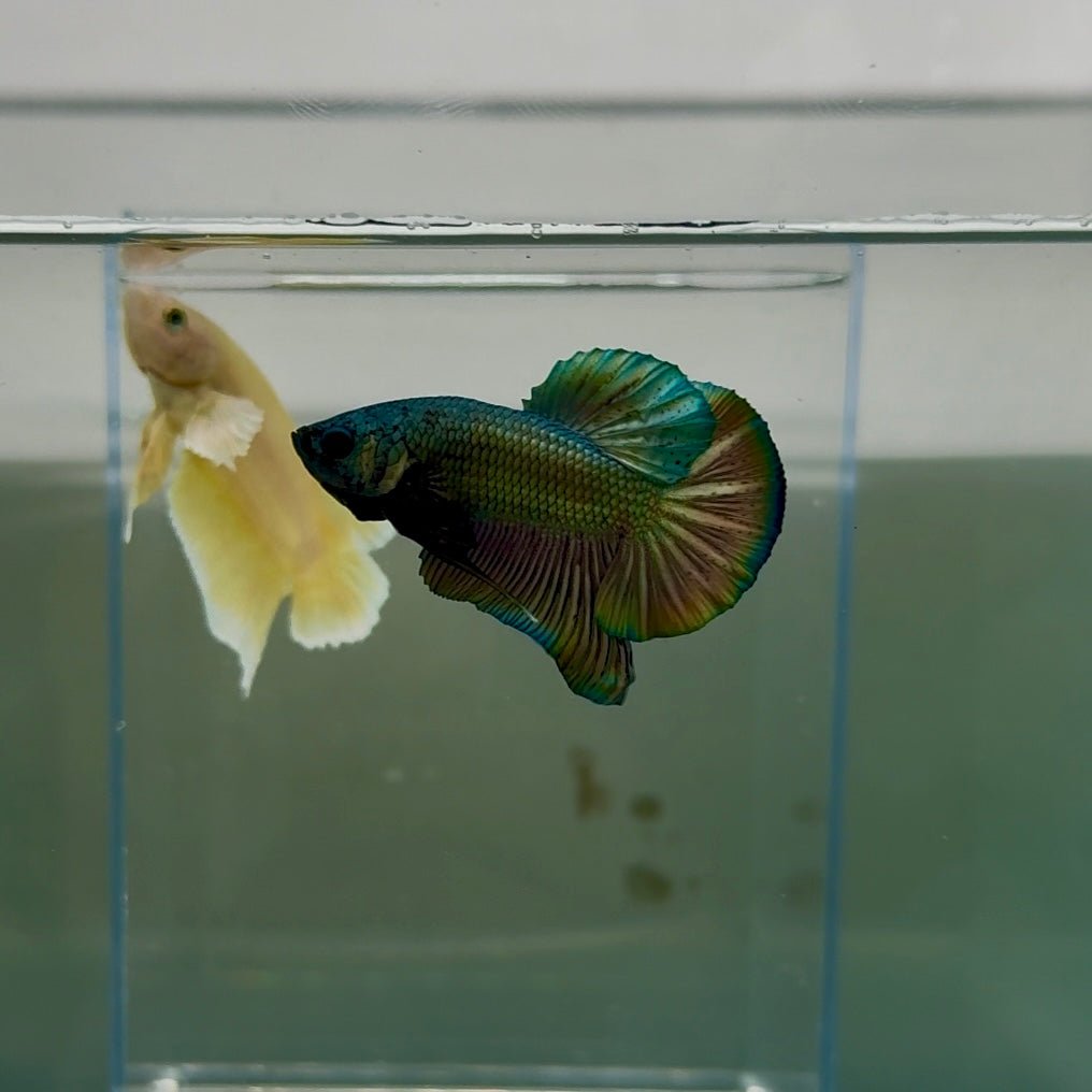 Plakat Super Copper Male Betta N25