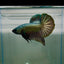 Plakat Super Copper Male Betta N26