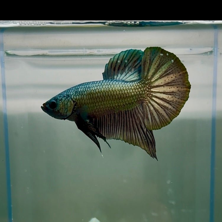 Plakat Super Copper Male Betta N26