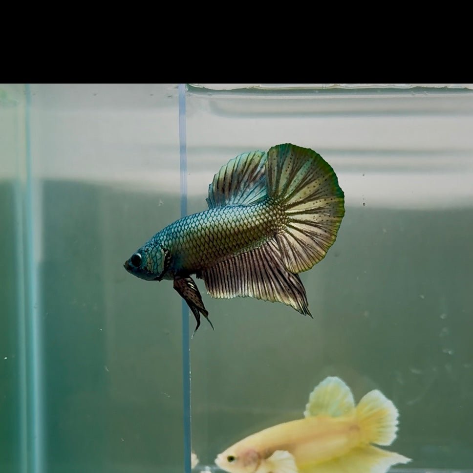 Plakat Super Copper Male Betta N26
