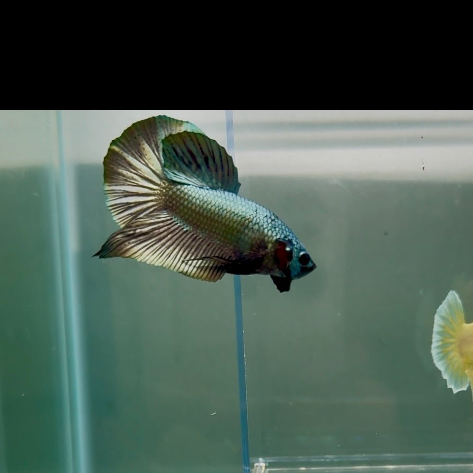 Plakat Super Copper Male Betta N26