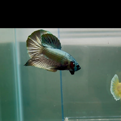 Plakat Super Copper Male Betta N26